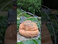 giant pumpkin growing 15 pounds a day 7kg