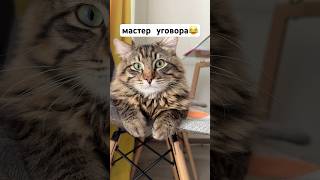 коротко, о том как Васька уговаривает😁#котик #сибирскийкот #котвасилий