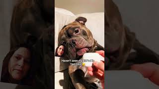 Dog Swallows earbud! Hilarious and Unexpected Pet Antics” 🐶 🎧