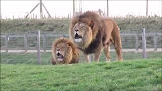 Animals With Autotune V4