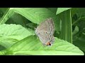 クロマダラソテツシジミ luthrodes pandava chilades pandava　奄美大島知名瀬　2017 10 01 butterfly of japan amami