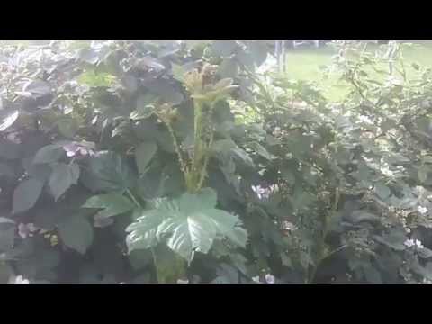 Comparing 1yr old Kiowa and Osage Blackberries Comparing 1yr old Kiowa and Osage Blackberries