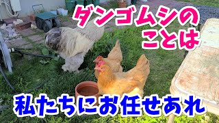 植木鉢の下の見たくないところを掃除してくれるにわとり