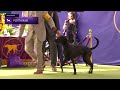 Plott Hounds | Breed Judging 2024