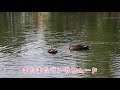 カルガモペアのタケノコカモと求愛行動　2020年11月13日　spot billed duck pair bamboo shoot like appearance and courtship