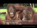 orangutans and palm oil now with english subtitles