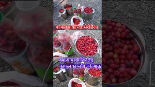 उत्तराखंड का फेमस फल काफल||#shorts#kafal#ytshorts @UK12VLOGS90