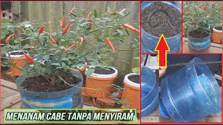 DIY SUKSES TANAM CABE TANPA MENYIRAM