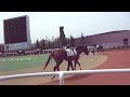 2014 08 03札幌競馬場パドック