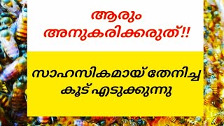 ജീവൻ പണയം വെച്ച് തേനീച്ചയെ വളർത്താൻ പിടിക്കുന്നു ..പരിശീലനമില്ലാതെ ആരും അനുകരിക്കരുത്