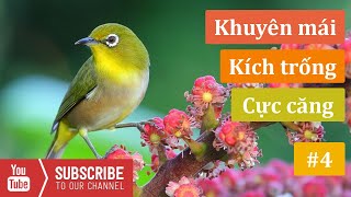 Khuyên Mái Kích Trống Cực Căng Nhanh Líu Ganh Đấu #4 | Khuyên mái