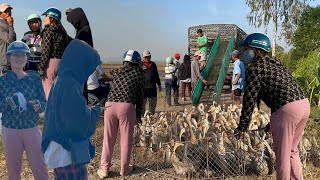 Full video 3 days Techniques for transporting and raising ducks in the field “ MR Nhân Vlogs TV