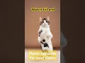 cute cat dance l shortviral folk