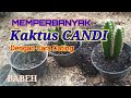 Memperbanyak KAKTUS CANDI, Dengan Cara Cating