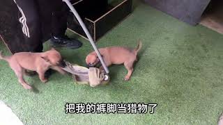 54天小马犬捕猎动力太好了，咬住就不松口，欲望太强了 1