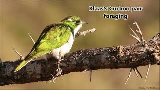 Klaas's Cuckoo pair foraging in my garden