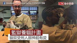 把監獄變成貓咪收容所！ 受刑人不只變貓奴眼神還超有愛......