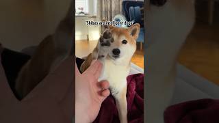 Shiba intelligence test - SMART or DUMB?