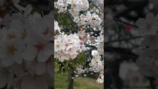 昨日は自転車で50キロの距離を走ったり途中でお花見したりして楽しい一日を過ごしました✨️🌸 #vlog #桜 #春 #散歩