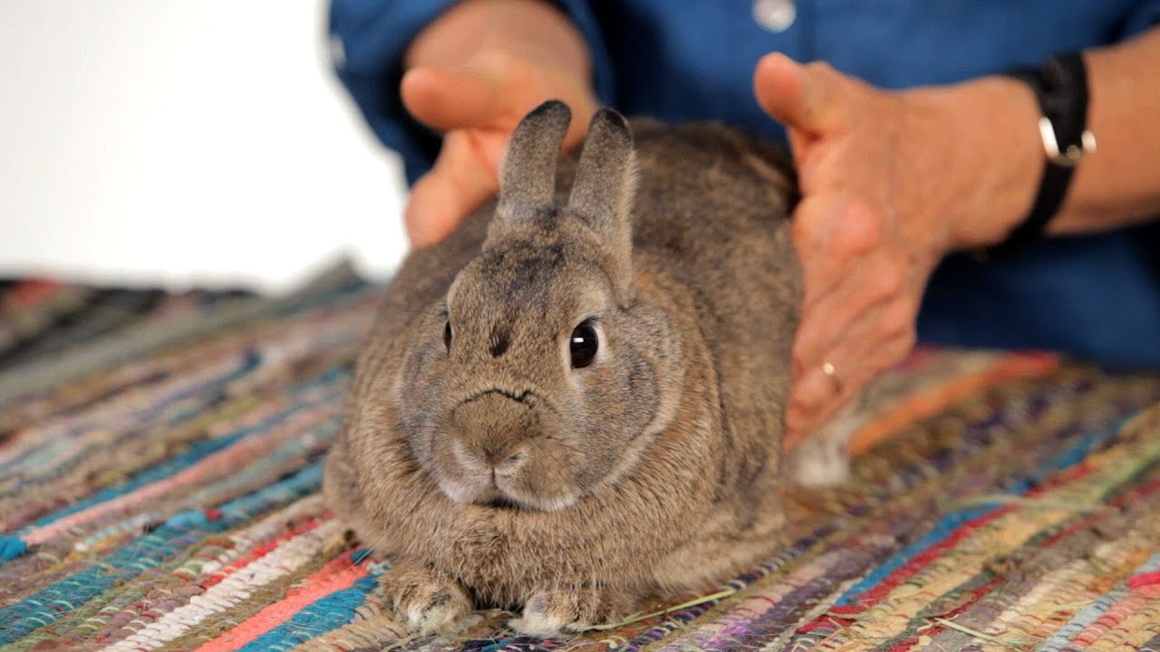 How To Help A Rabbit With Gas Pain | Pet Rabbits - YouTube