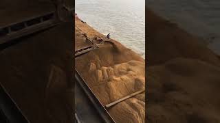 Loading 30,000 Tons Of Wheat Onto The Ship !