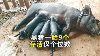 黑猪养殖：明明都是猪，黑猪却要49每斤！