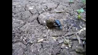 Common Dung Beetle Canthon pulilarius