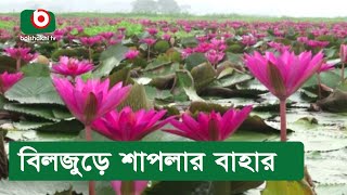 বিলজুড়ে শাপলার বাহার