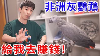 這笨鳥… 教了半年還不會說話！給我自己出去賺飼料費！【好棒Bump】【鸚鵡鍊金術】