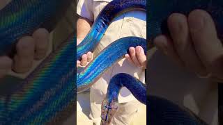 Have you ever seen more rainbow on a snake 😱