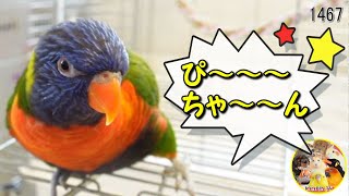 これがこの子の呼び鳴きなのか！？ゴシキセイガイインコのおしゃべり｜Cute Rainbow Lorikeet #1467