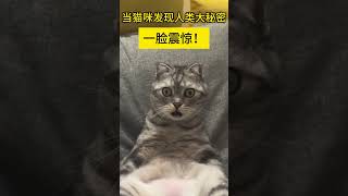 当猫咪发现人类大秘密，一脸震惊，它到底发现了啥？ #搞笑#萌宠 #shorts