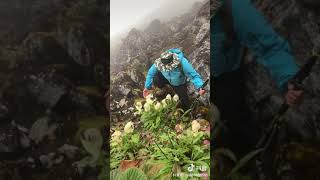 高山雪莲花你见过了吗