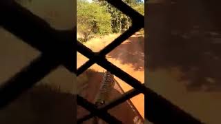 Watch: Tiger chasing tourists at Nandanvan in Raipur