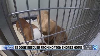 Police: 78 dogs seized from Norton Shores home