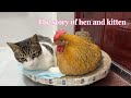 雌鶏はついに彼女の願いを叶えました！ 🐔雌鶏は初めてかわいい子猫と寝ました。 可愛くて面白い動物動画。 ニワトリと子猫の生活。 ペット動画。 面白い動物のビデオ。 子猫の日常。 かわいいねこ。😊