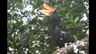 サイチョウ：埼玉県こども動物自然公園【どうぶつ図鑑】