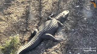 LIVE Alligator Farm Feed (Florida) Via St Augustine Alligator Farm