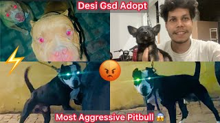 First Time Etna Dangerous Dog Kennel Dekha😱Most Aggressive Pitbull Dog😡