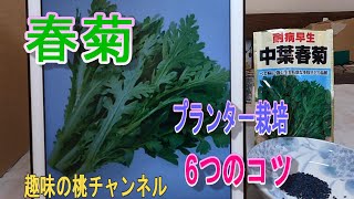 【春菊】プランター栽培　6つのコツ　24/10/12