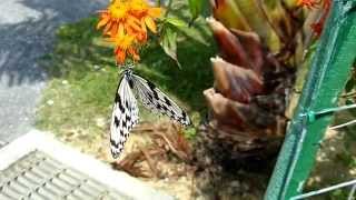 オオゴマダラ 沖縄 琉球村にてスーパースロー撮影 Beautiful butterfly Okinawa JAPAN In Slow Motion!