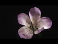 flower opening time lapse animation