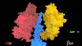 Rotating γ-subunit imposes conformational states on a β-subunit