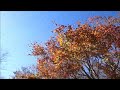 箱根の花の広場の紅葉｜湖尻園地