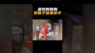 这么能炫爱吃素的狗狗，你想养一只吗？ #狗狗 