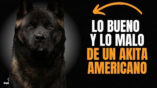 AKITA AMERICANO: VENTAJAS Y DESVENTAJAS de tener uno.