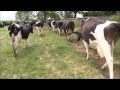 Bringing the cows home with the Funky Farmer.Part 1