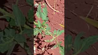 Flowering 🍅#tomato #tomatofarming #agriculture #garden #share #shortvideo #farming #trendingshorts