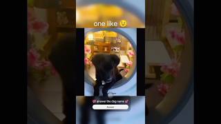 தலைவரோட வீடா இது 😍 | #dog #dogvideos #dogshorts