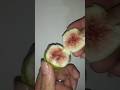 5 Manfaat buah TIN ( buah SURGA ) #shorts